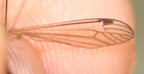 Dolichopeza albipes